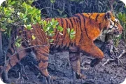 SUNDARBAN-BIODIVERSITY-tiger-thumb