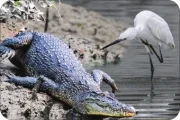 SUNDARBAN-BIODIVERSITY-crocodile-thumb