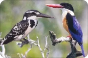 SUNDARBAN-BIODIVERSITY-kingfisher-thumb